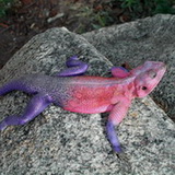 Serengeti - Lizard